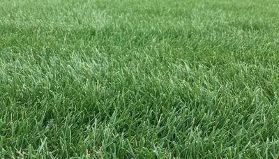 Close-up of freshly mowed grass showing precision cut quality by professional lawn mowing in Nashville, TN