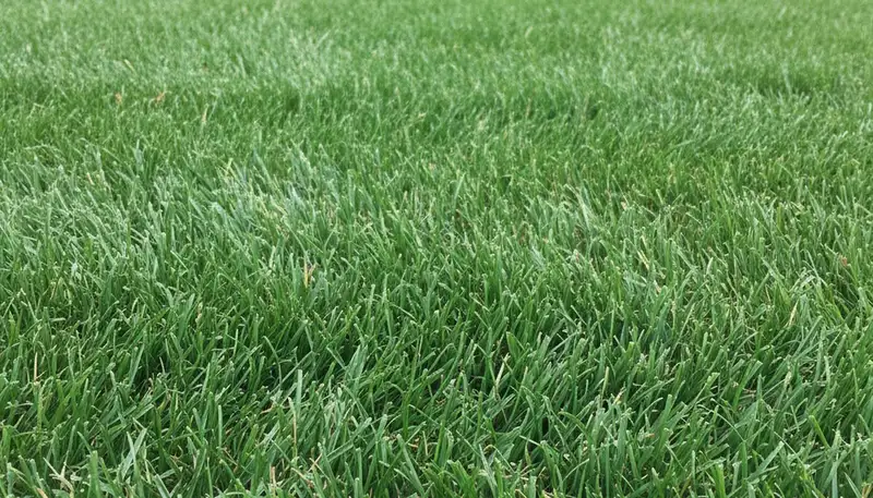Close-up of freshly mowed grass showing precision cut quality by professional lawn mowing in Nashville, TN