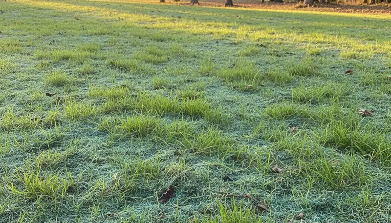 Hydroseeded lawn germination with vibrant new grass growth in Nashville, TN landscaping project