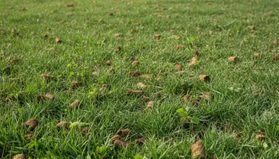 Nashville lawn aeration recovery showing healthy green grass and improved turf growth after treatment